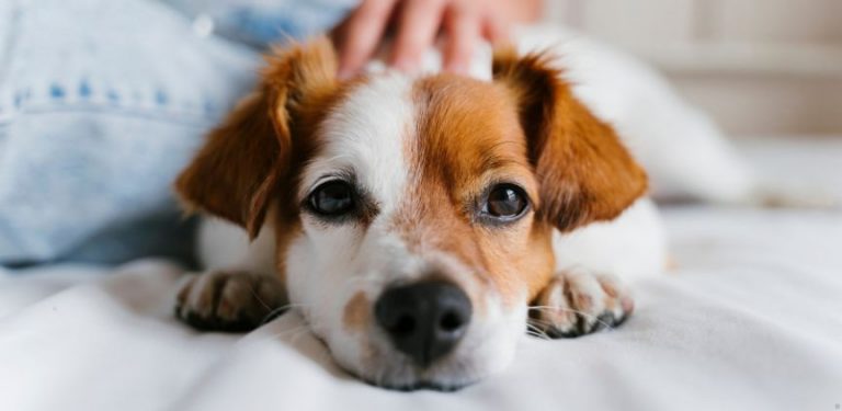 A very cute white a brown dog.